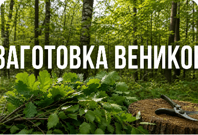 When Is the Best Time to Harvest Sauna Whisks?
